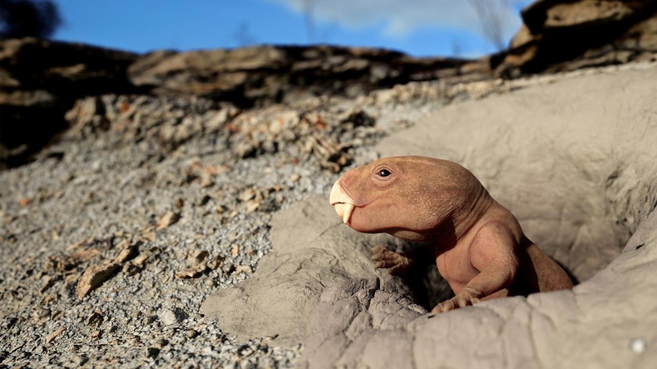 image from 迈克尔·伍尔德里奇：在AI的“兴登堡时刻”到来前，他想拉住疯狂的缰绳